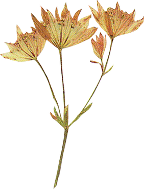 Flower Plant Texture